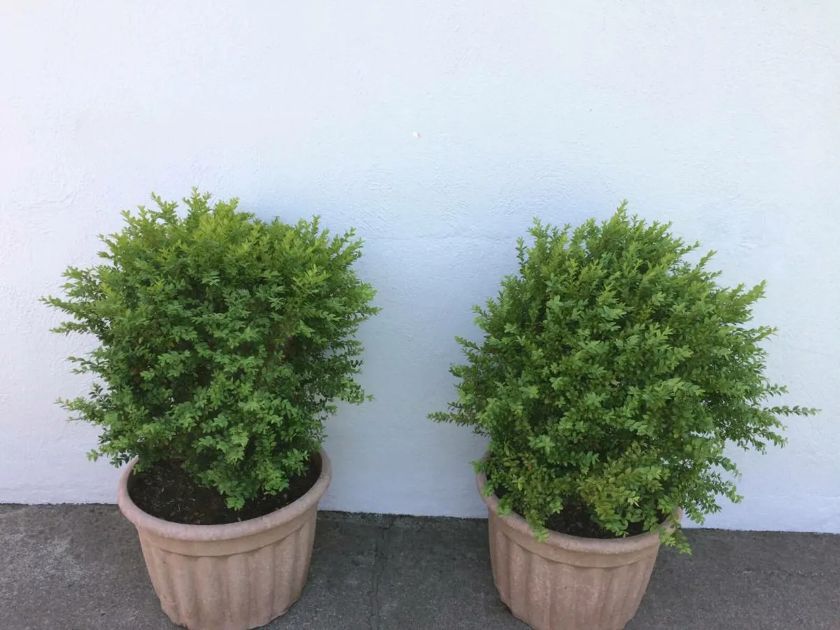 Two Buxus Shrubs in Pots for Sale - Image 2