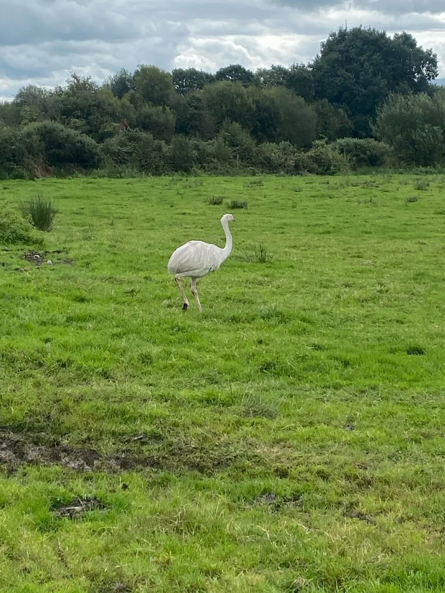 Rhea - Female - Image 3