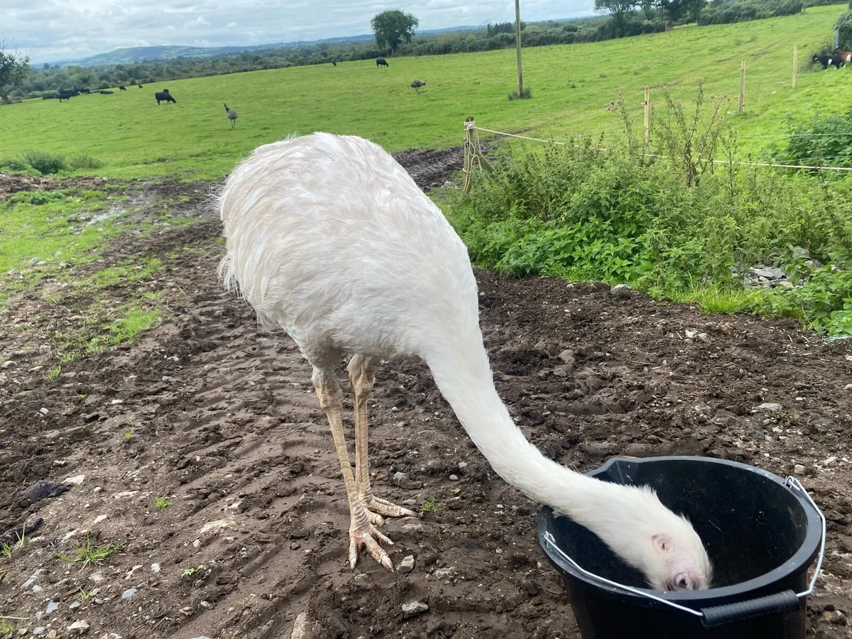 Rhea - Female - Image 4