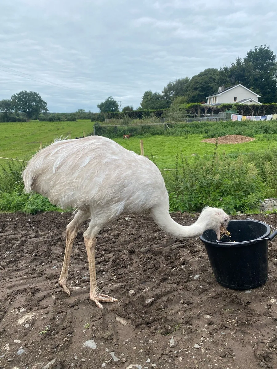 Rhea - Female - Image 2