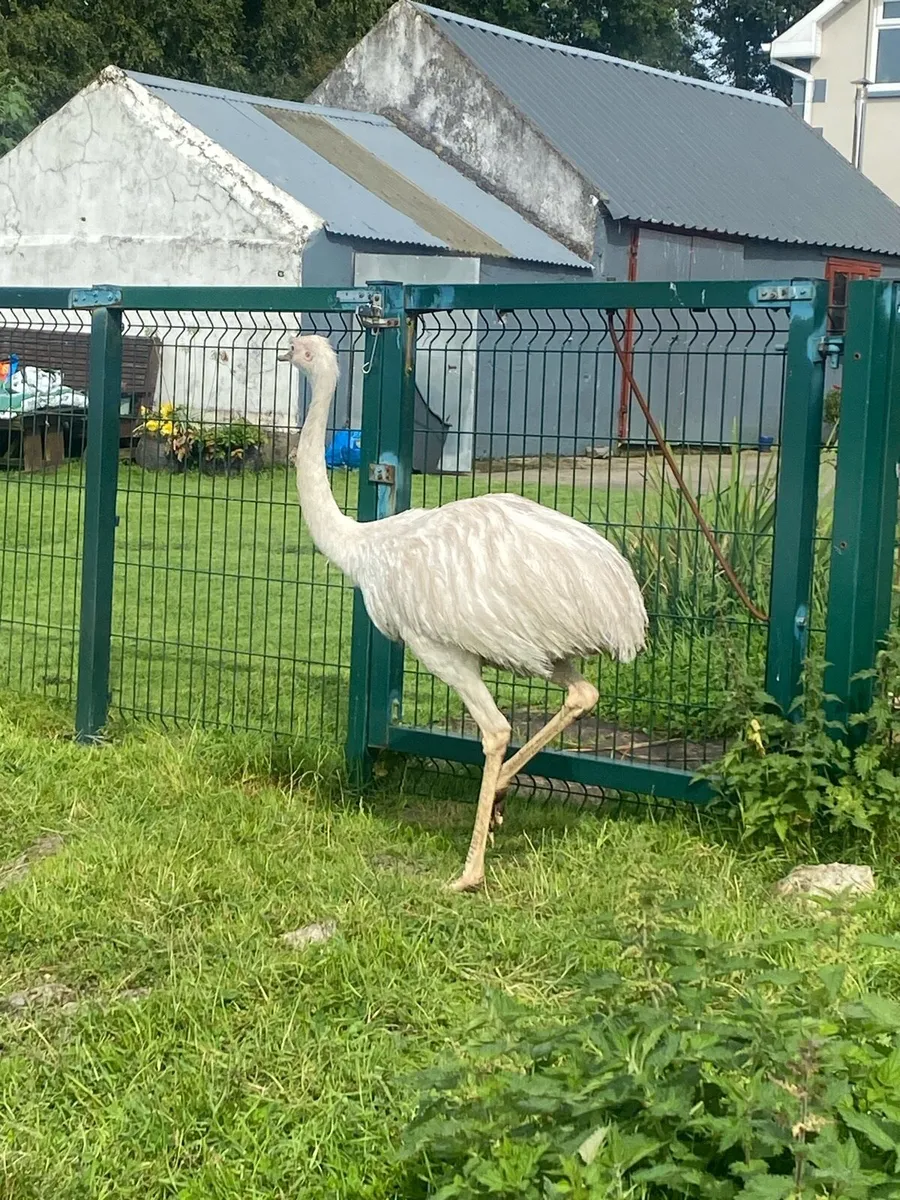 Rhea - Female - Image 1