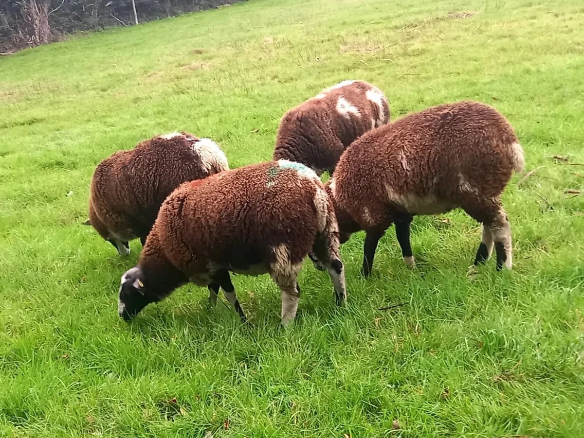 BREEDING  EWE  LAMBS - Image 2