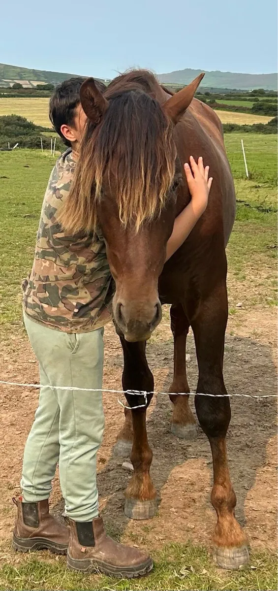2 yo Spanish Horse for sale (Andalusian) - Image 3