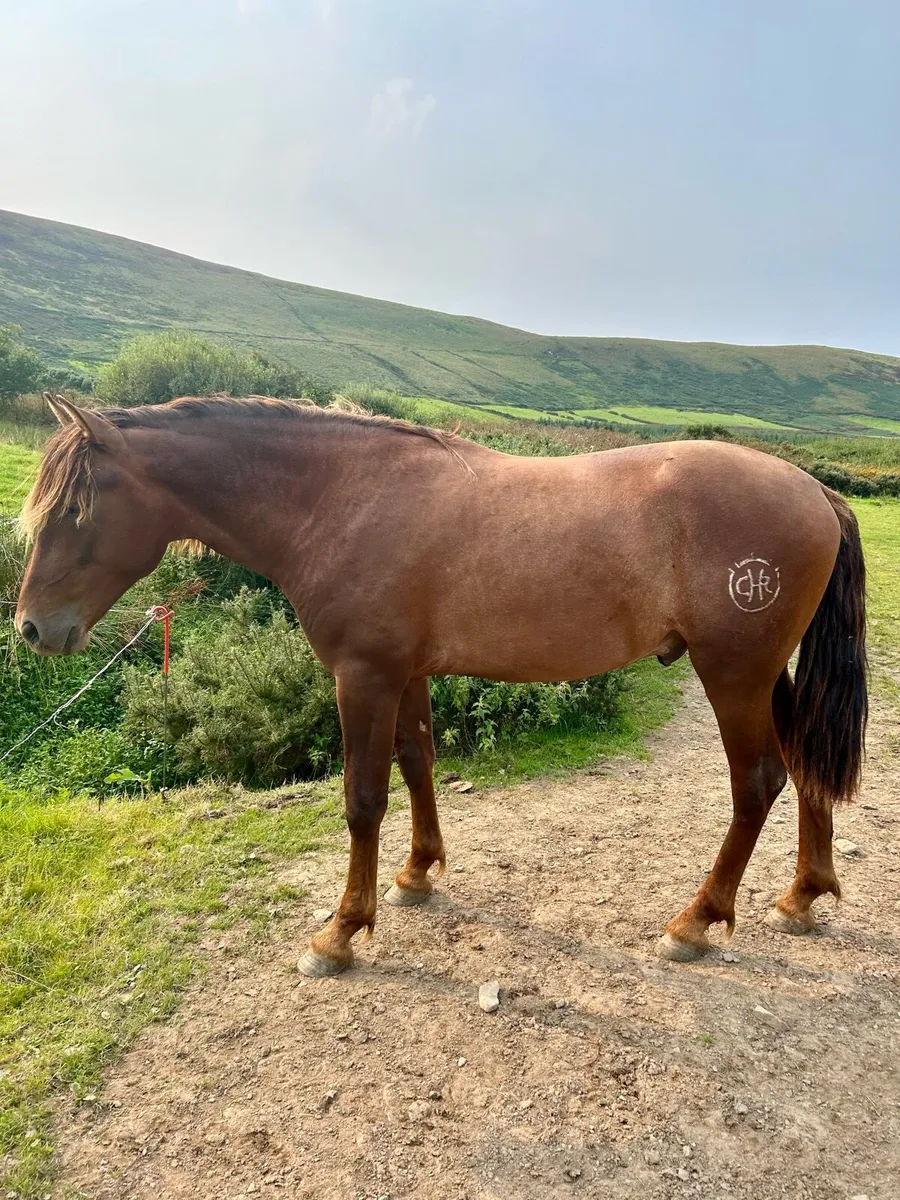 2 yo Spanish Horse for sale (Andalusian) - Image 4