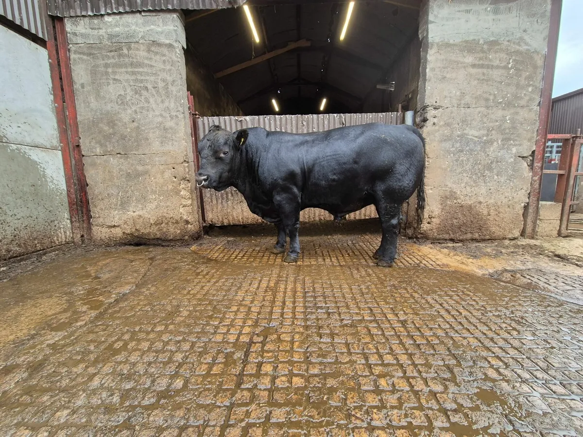 Angus Bull Enniskillen Mart 4th September - Image 1