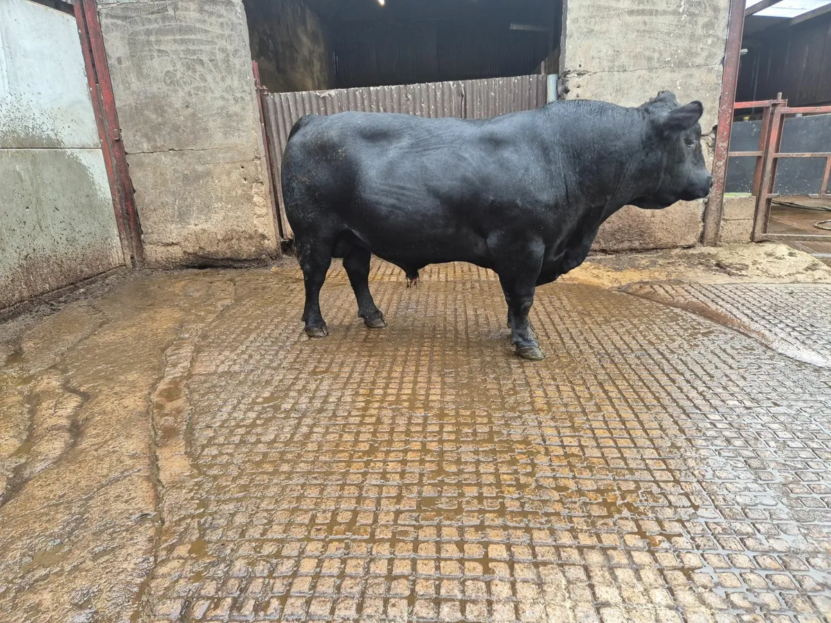 Angus Bull Enniskillen Mart 4th September - Image 2
