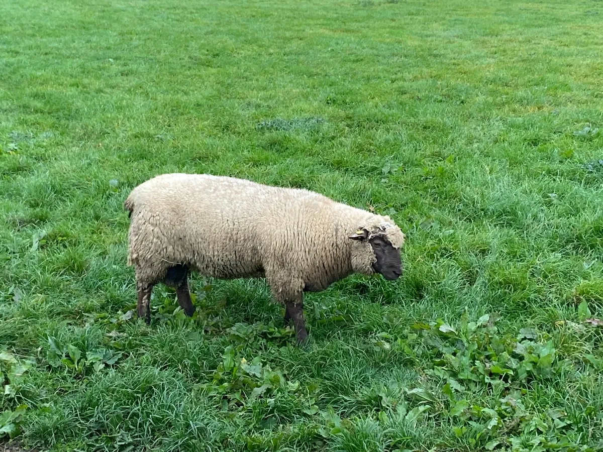 Vendeen ram lambs - Image 2