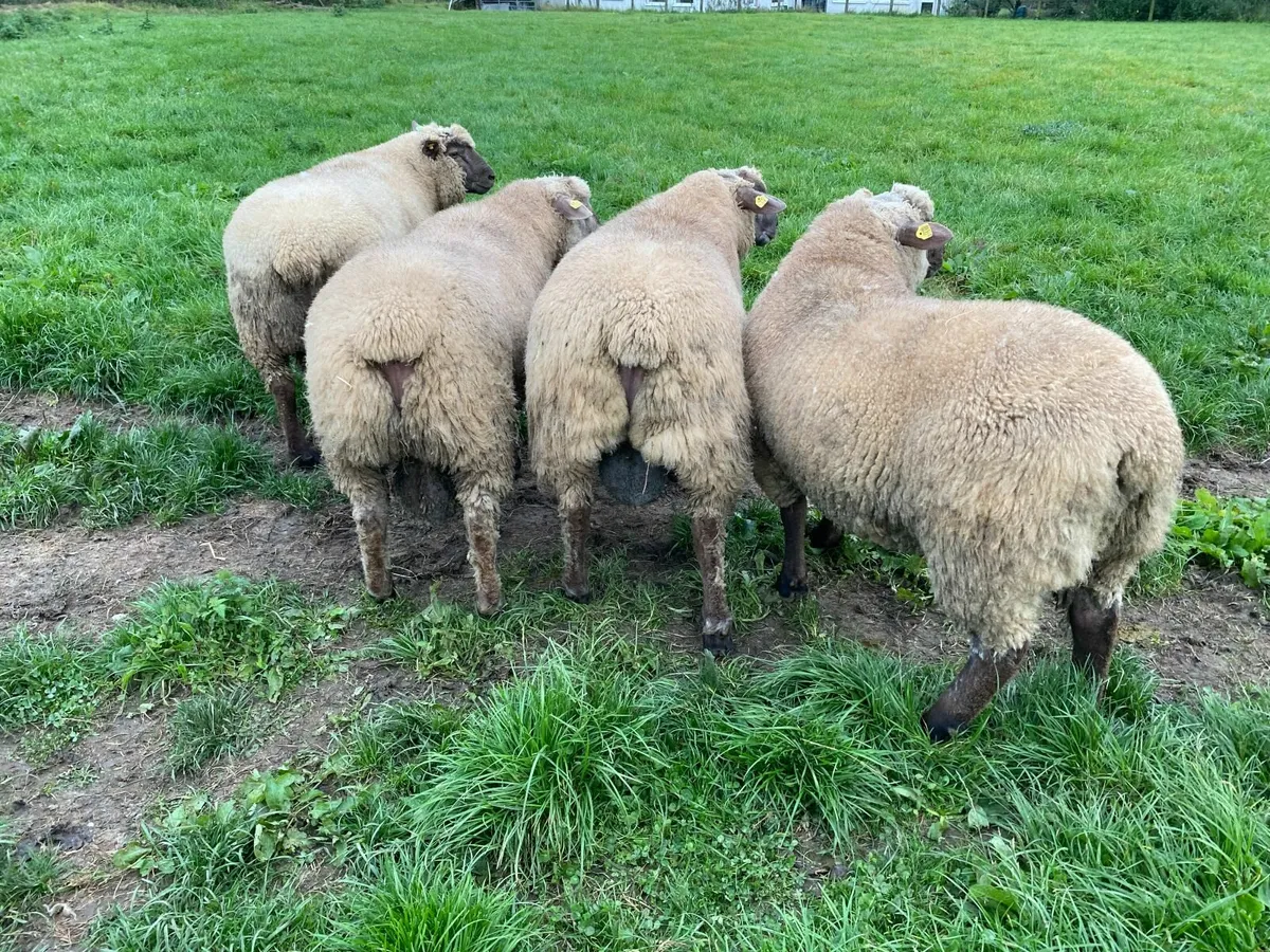 Vendeen ram lambs - Image 1