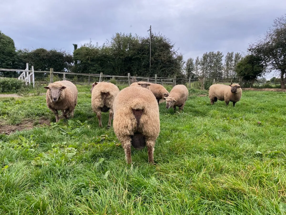 Vendeen ram lambs - Image 3