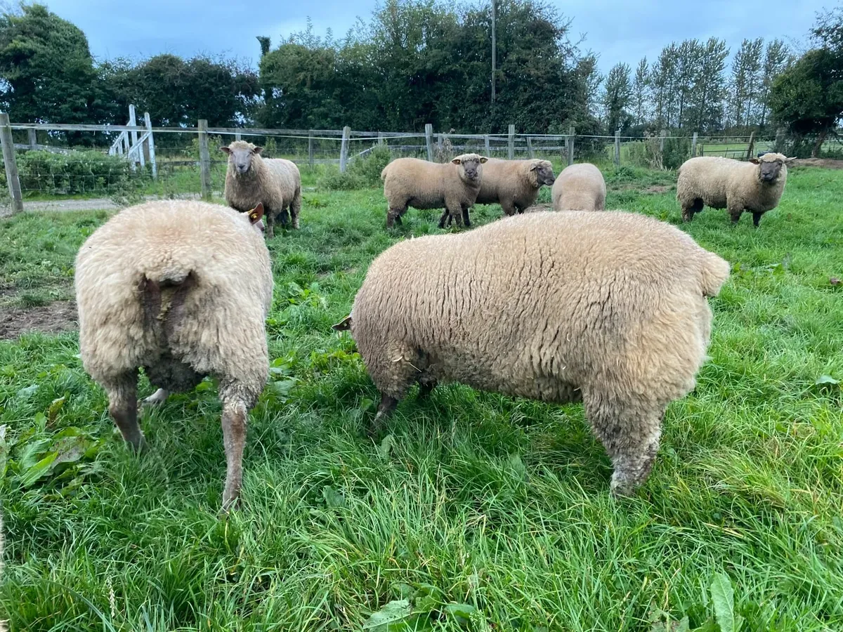 Vendeen ram lambs - Image 4