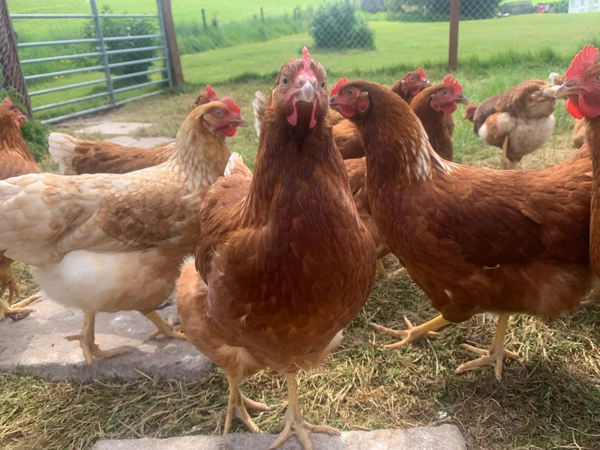 Hens - Image 1