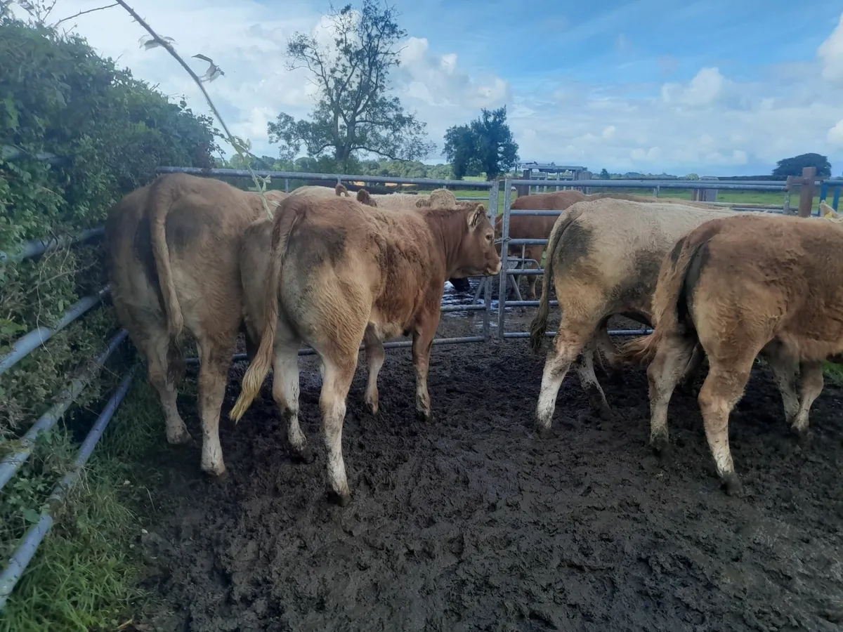 5 Star Heifers 🌟 - Image 2