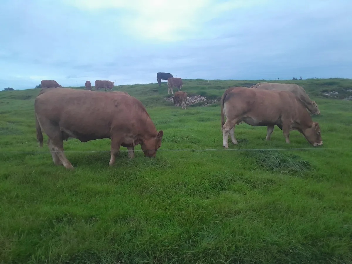 5 Star Heifers 🌟 - Image 3
