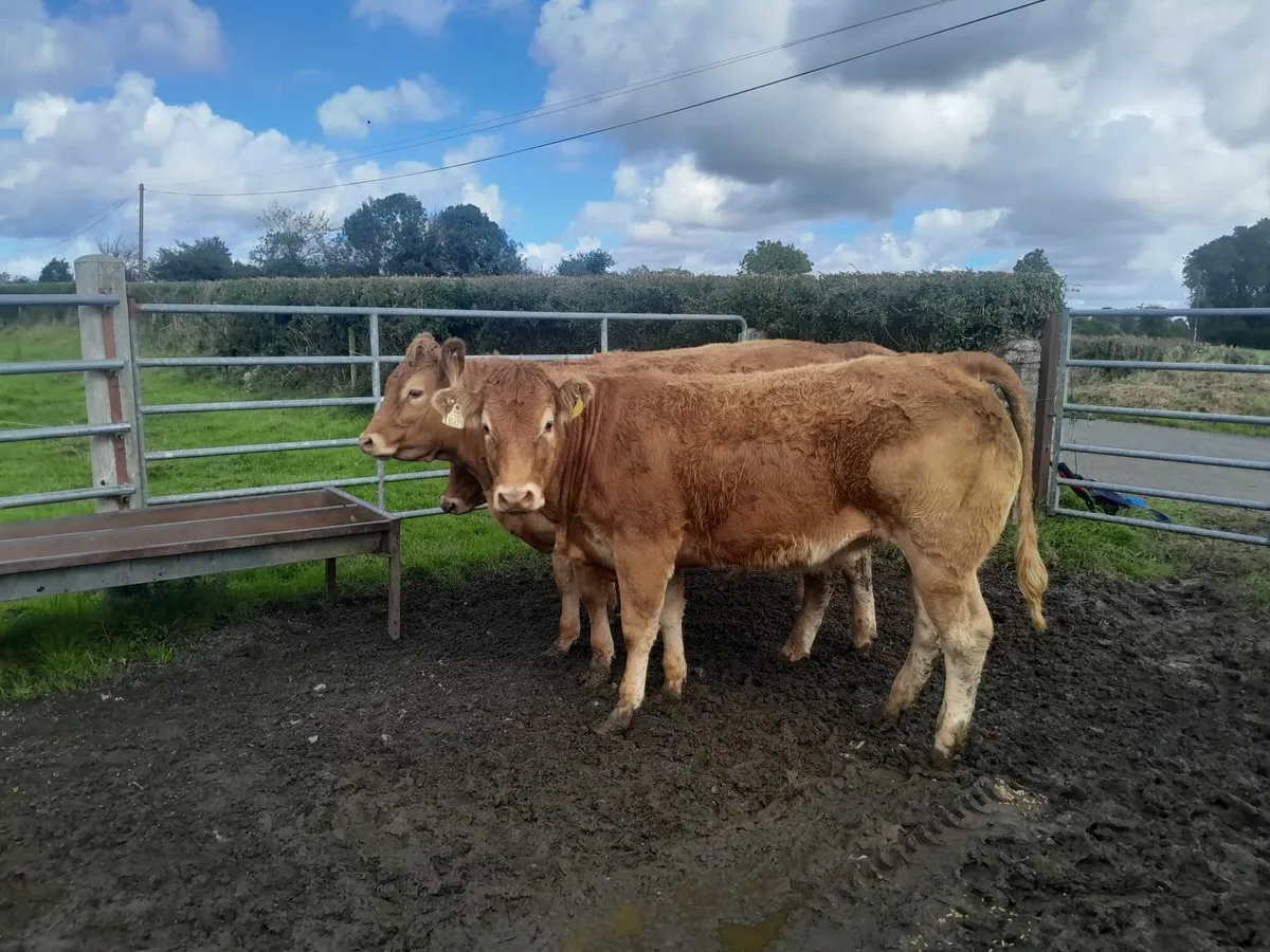5 Star Heifers 🌟 - Image 4