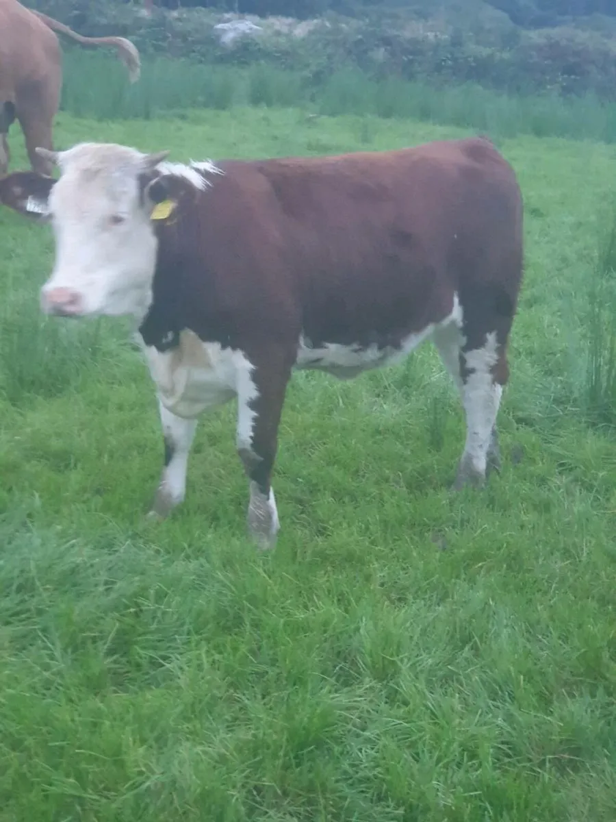 5 🌟 hereford weanling heifer - Image 1