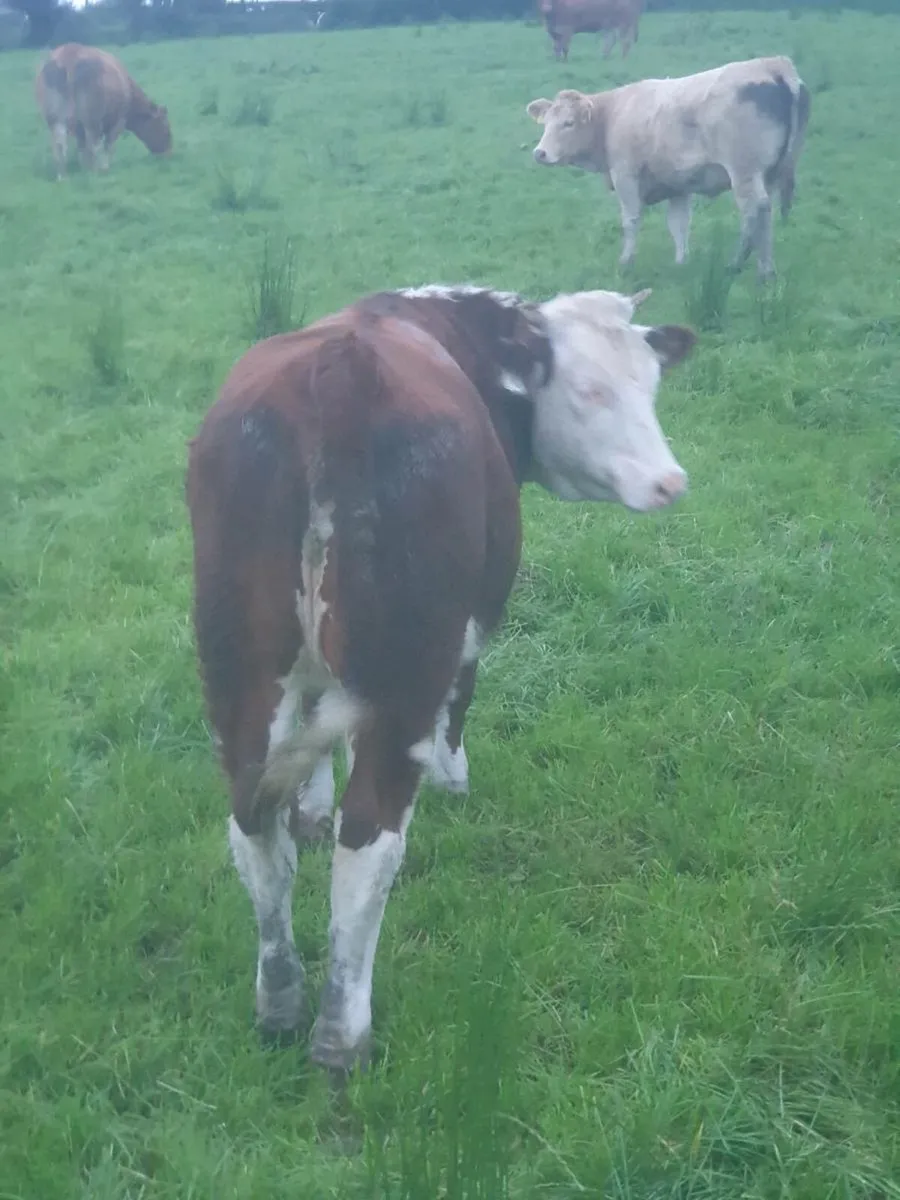 5 🌟 hereford weanling heifer - Image 3