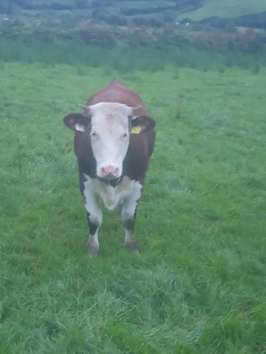 5 🌟 hereford weanling heifer - Image 4