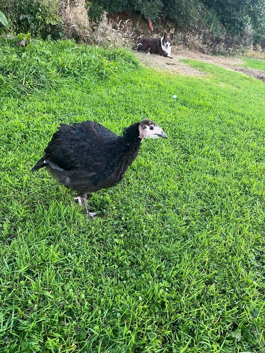 Female turkey - Image 2