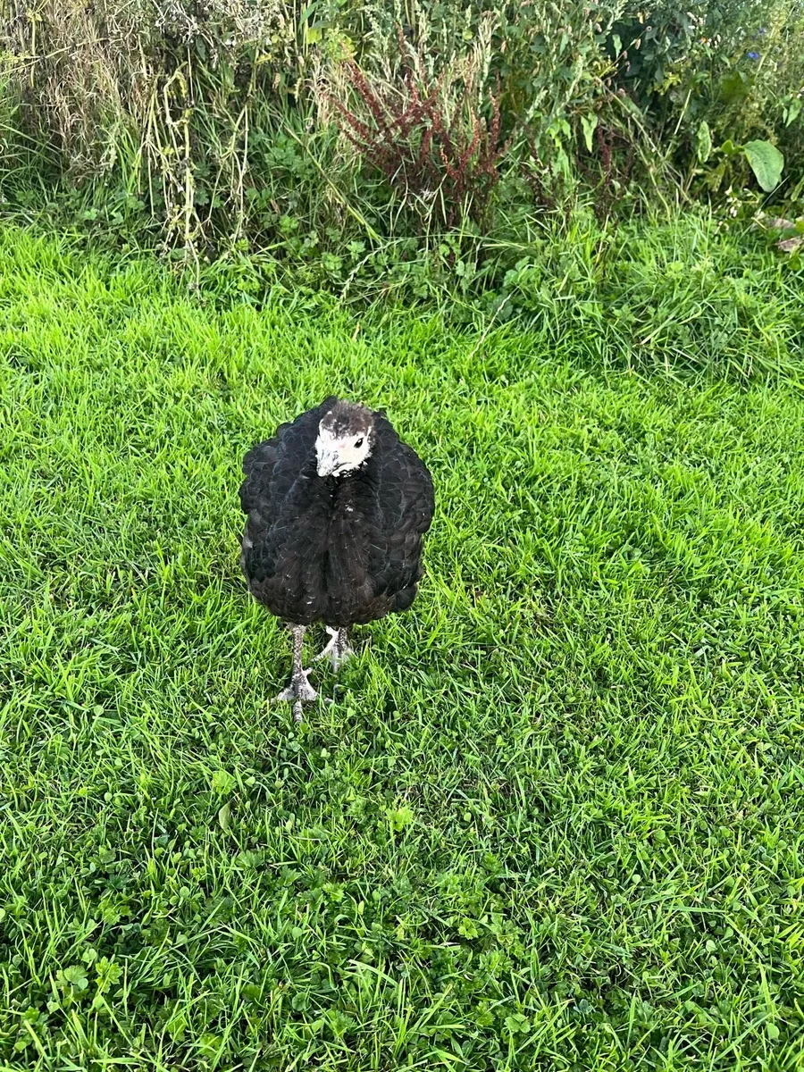 Female turkey - Image 3