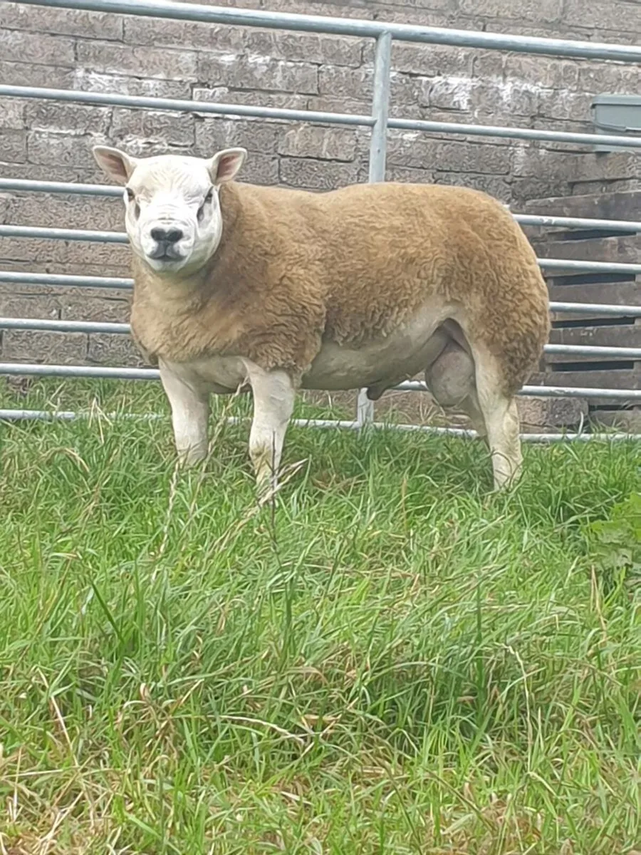 Pedigree Texel Shearling Ram - Image 1