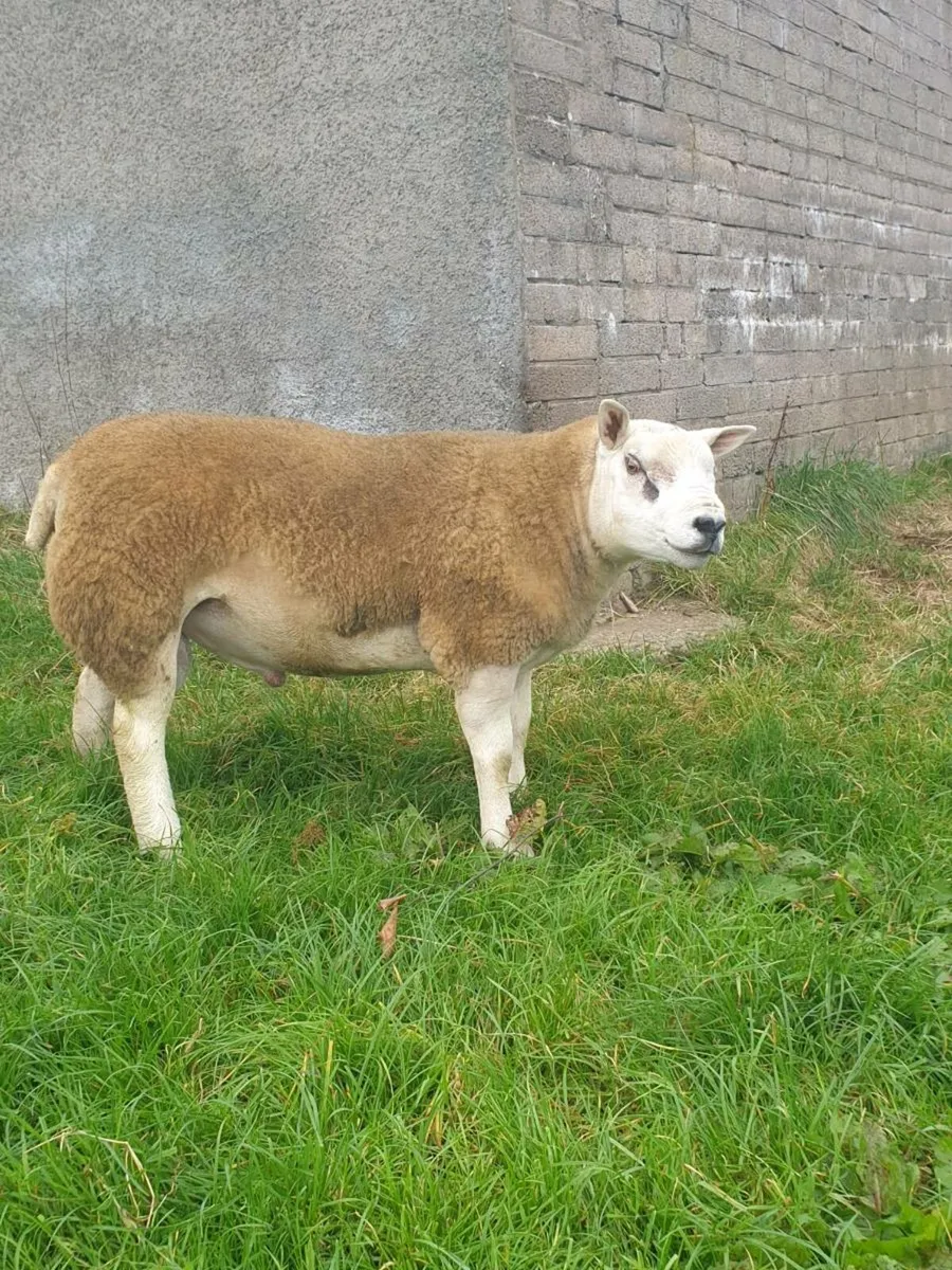 Pedigree Texel Shearling Ram - Image 2