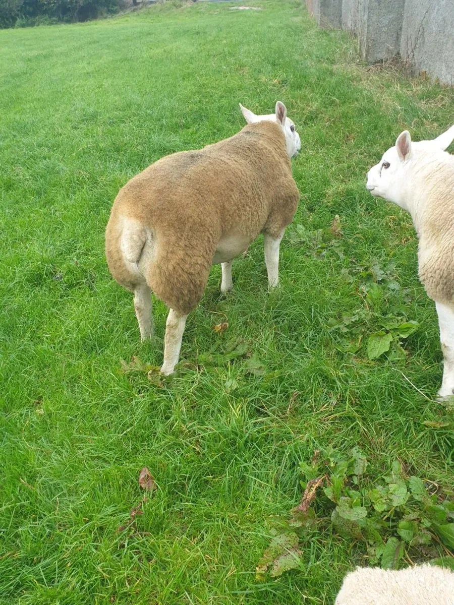 Pedigree Texel Shearling Ram - Image 3