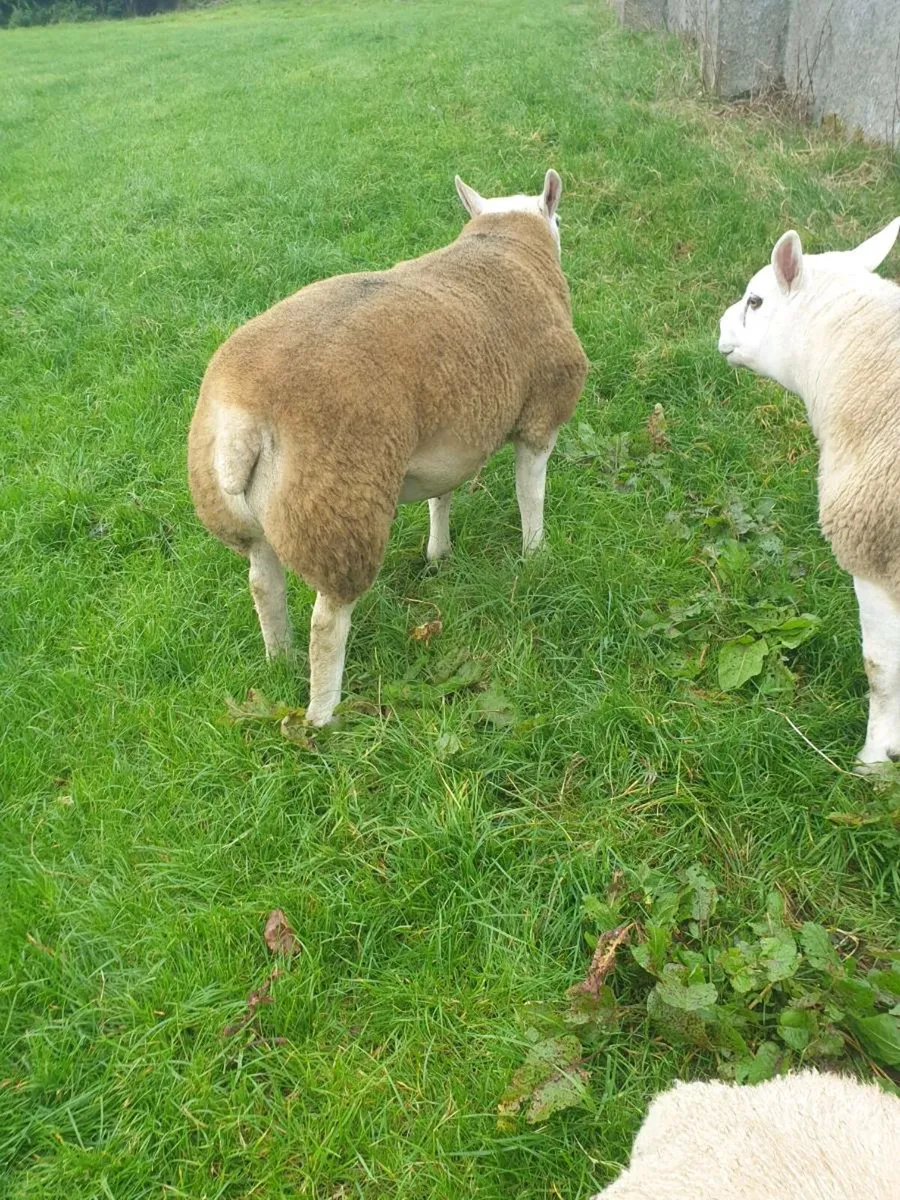 Pedigree Texel Shearling Ram - Image 4