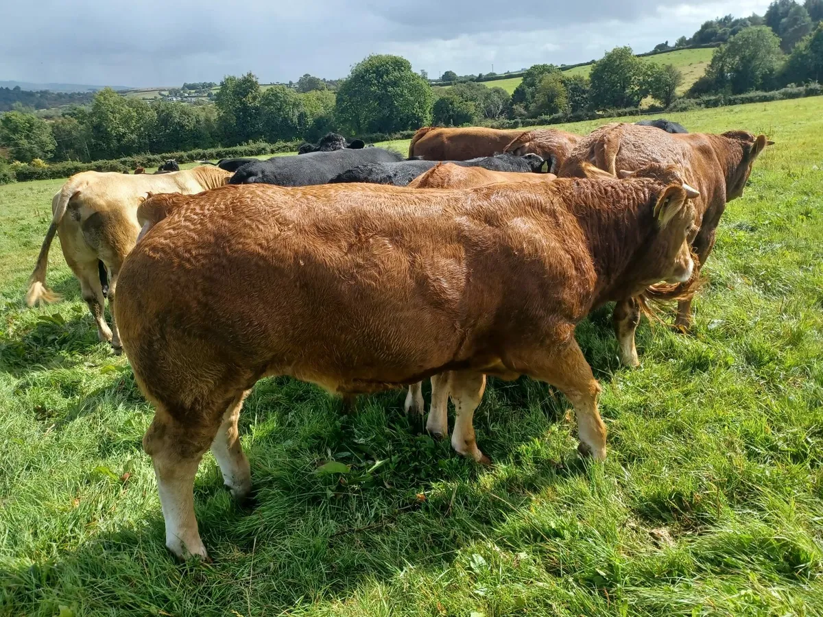 Limousine Bulls ☆ IDEAL FOR HEIFERS ☆ PB NON REG. - Image 1