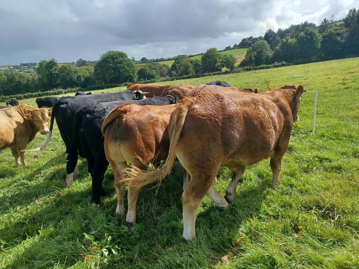 Limousine Bulls ☆ IDEAL FOR HEIFERS ☆ PB NON REG. - Image 3