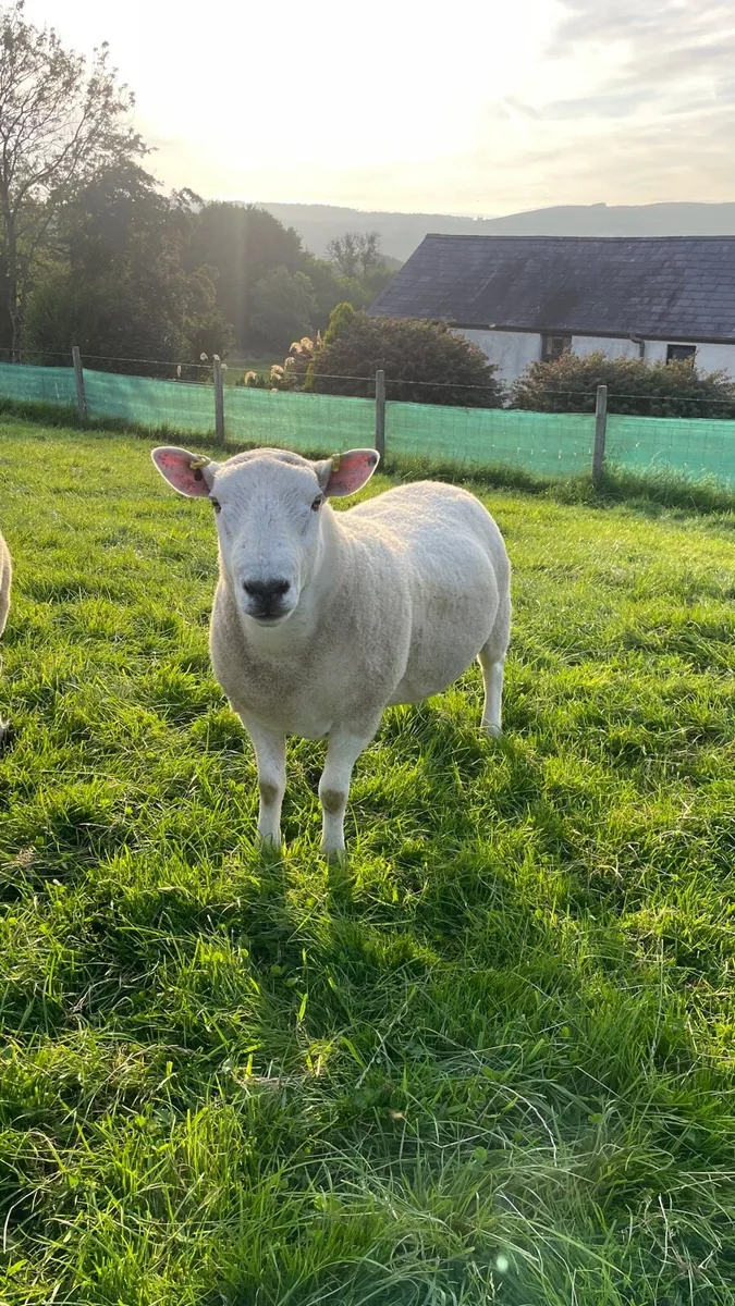 Lleyn x Texel shearling ram - Image 1