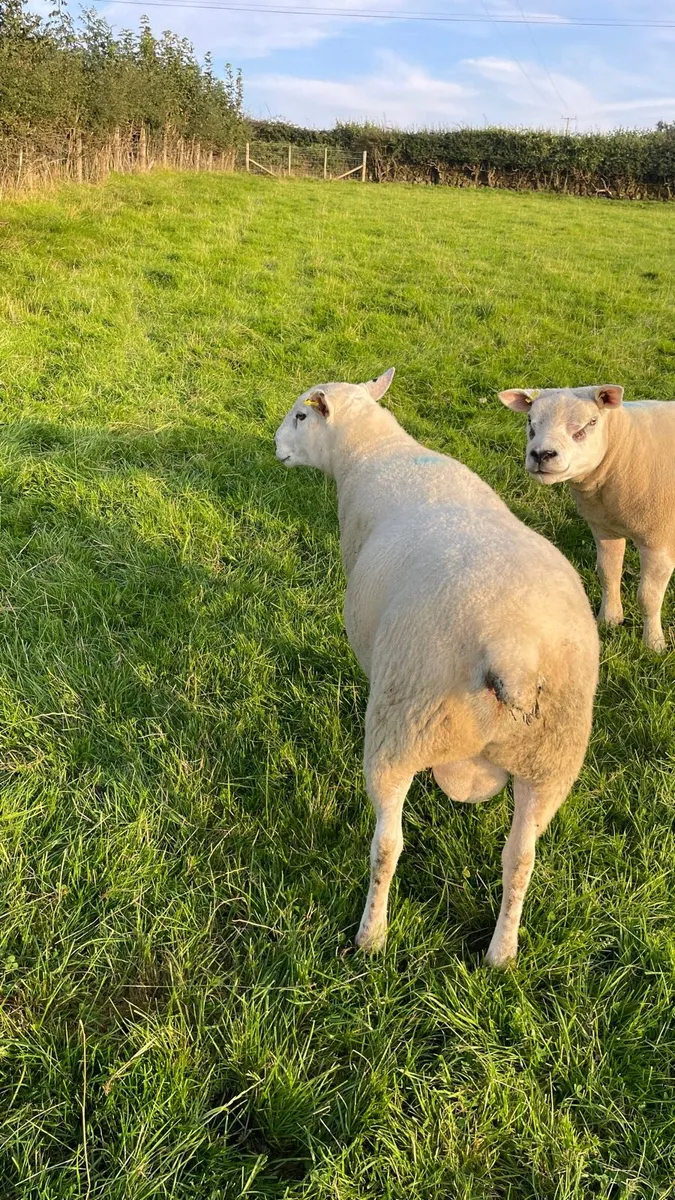 Lleyn x Texel shearling ram - Image 2