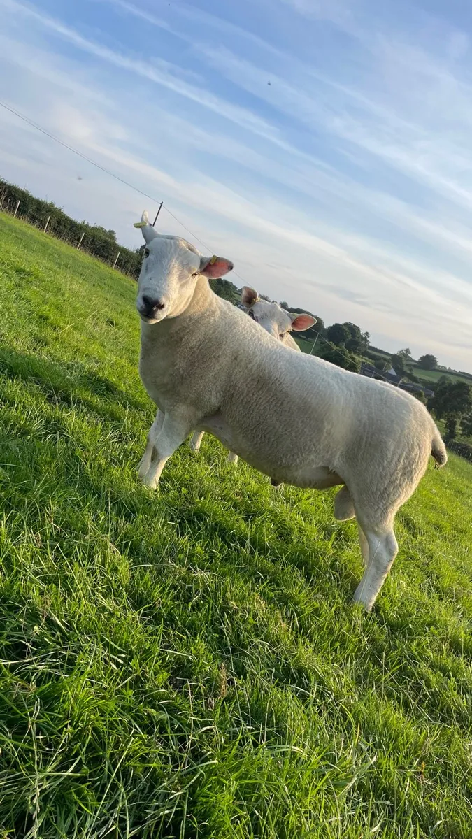 Lleyn x Texel shearling ram - Image 3