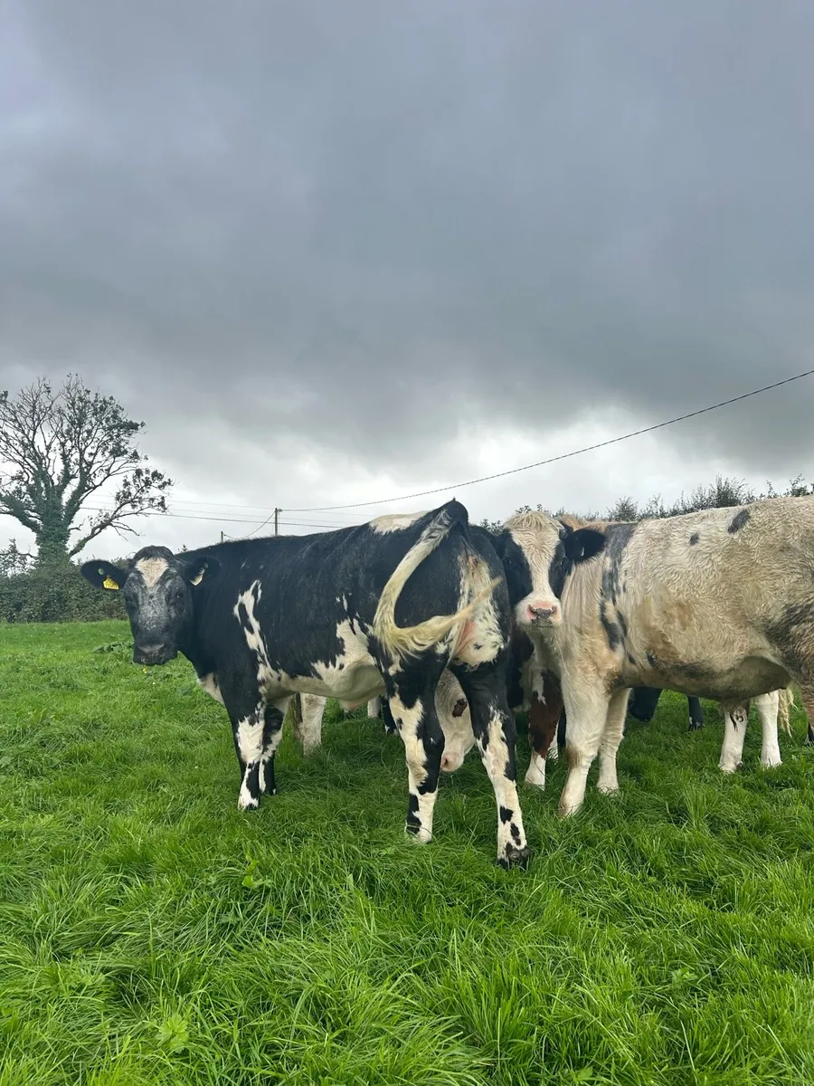 Belgian Blue cattle - Image 1