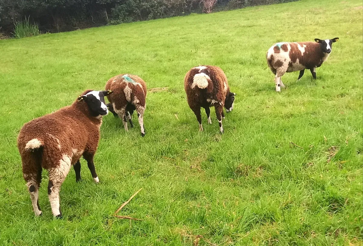 BREEDING  EWE  LAMBS - Image 1