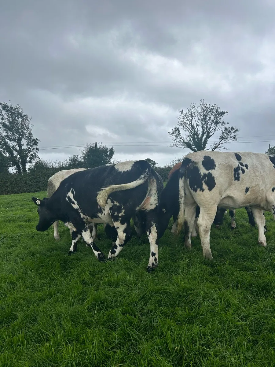 Belgian Blue cattle - Image 2