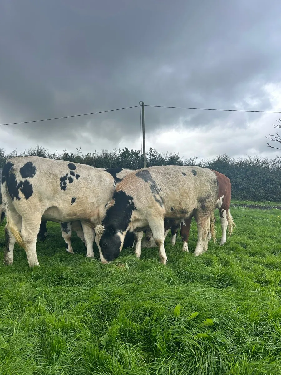 Belgian Blue cattle - Image 3