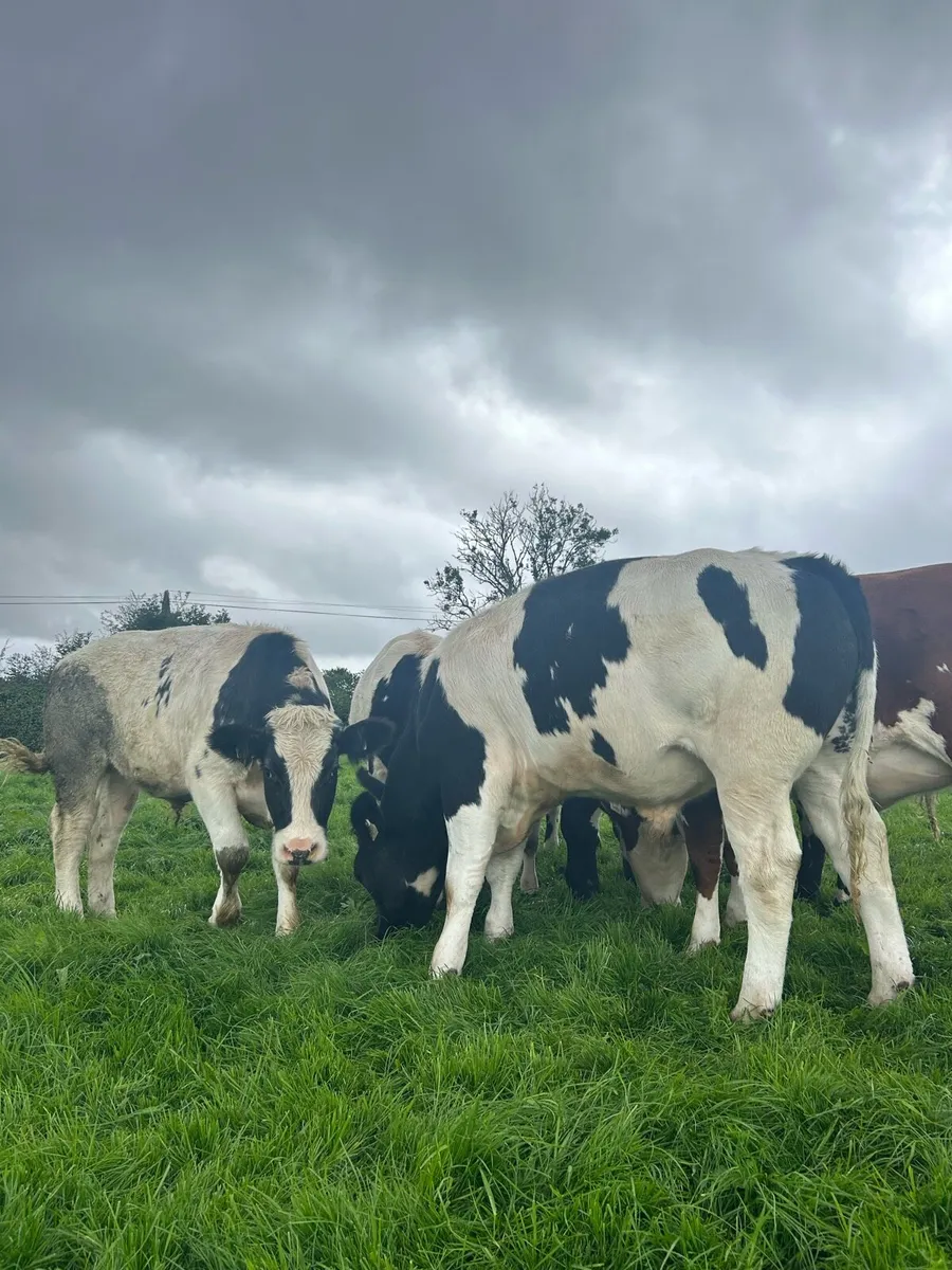 Belgian Blue cattle - Image 4