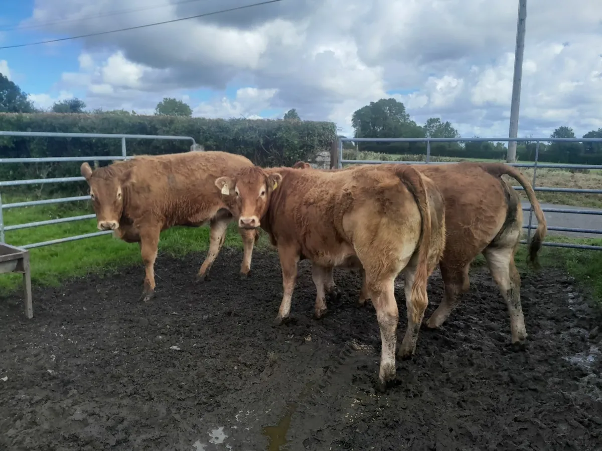 5 Star Heifers 🌟 - Image 1