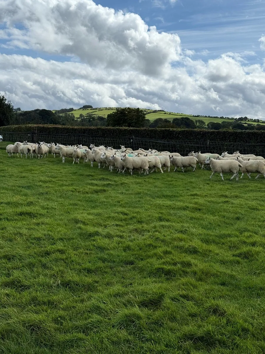Mule Texel Cross Ewe Lambs - Image 2