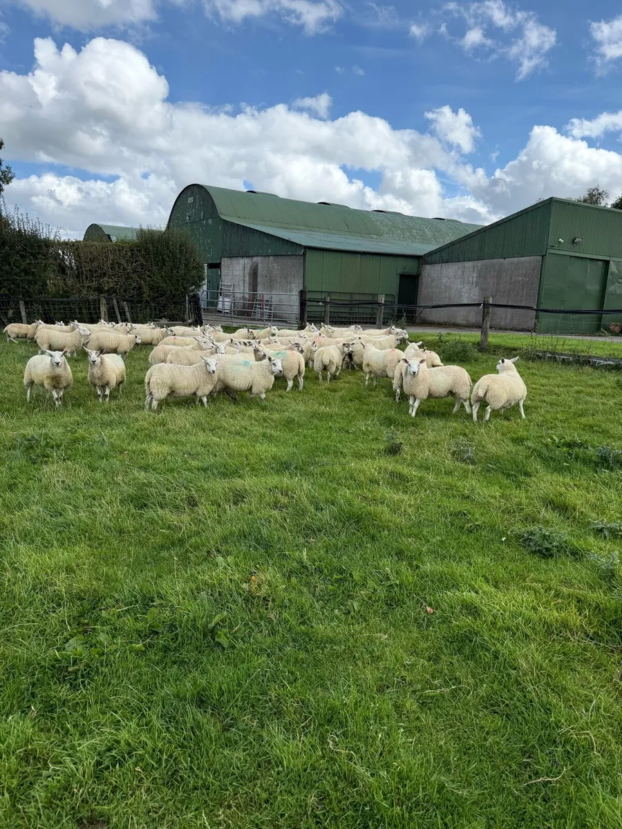 Mule Texel Cross Ewe Lambs - Image 3