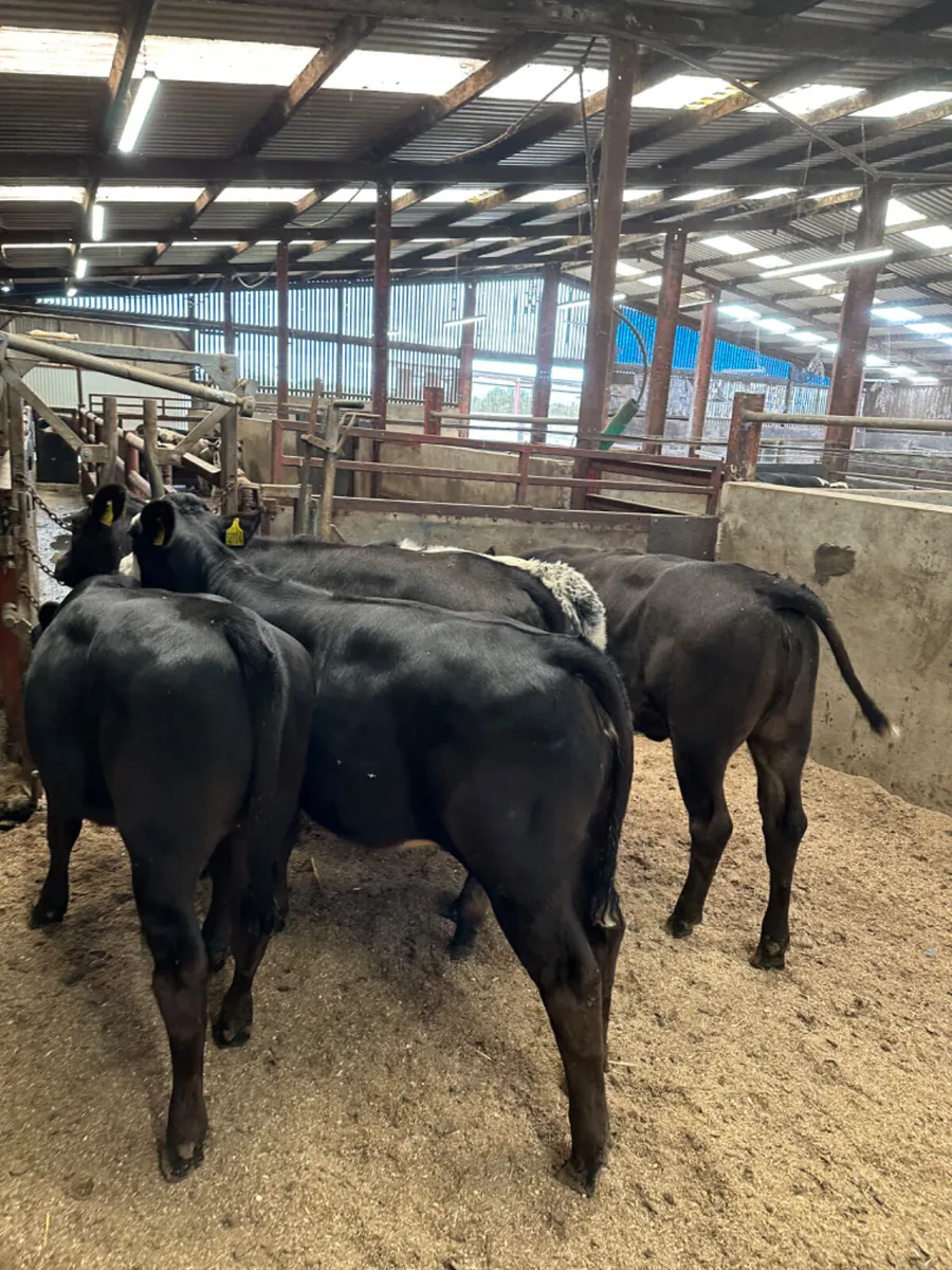 Angus lim and blue heifers - Image 4