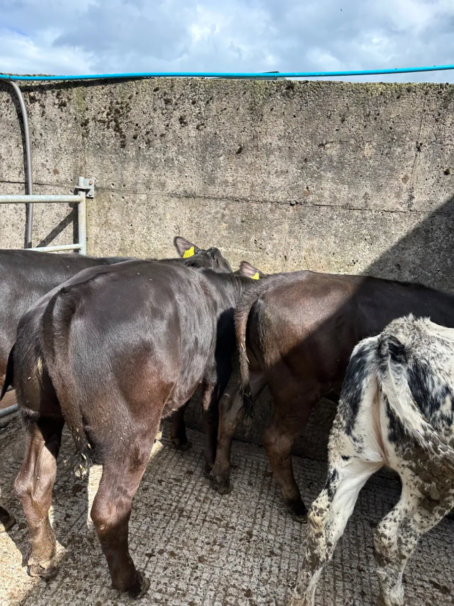 Angus lim and blue heifers - Image 3