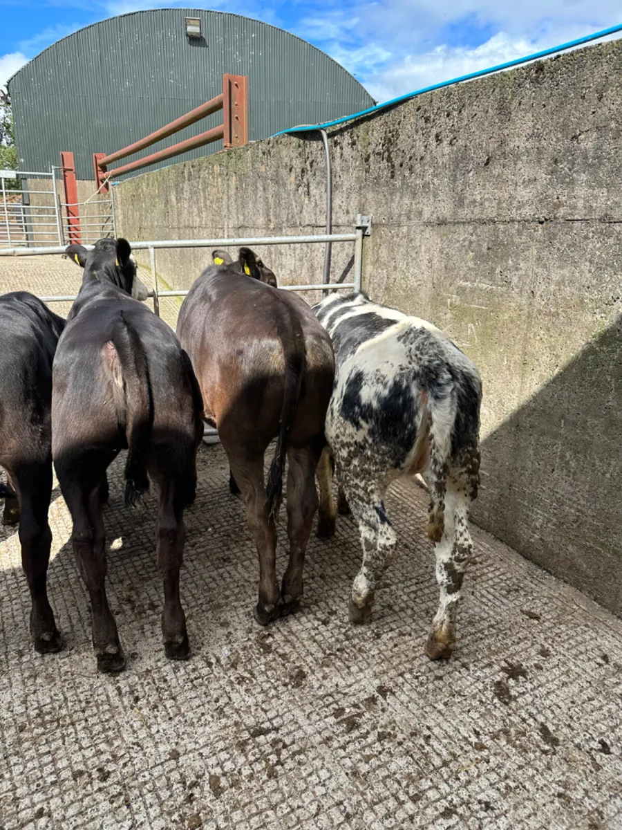 Angus lim and blue heifers - Image 2