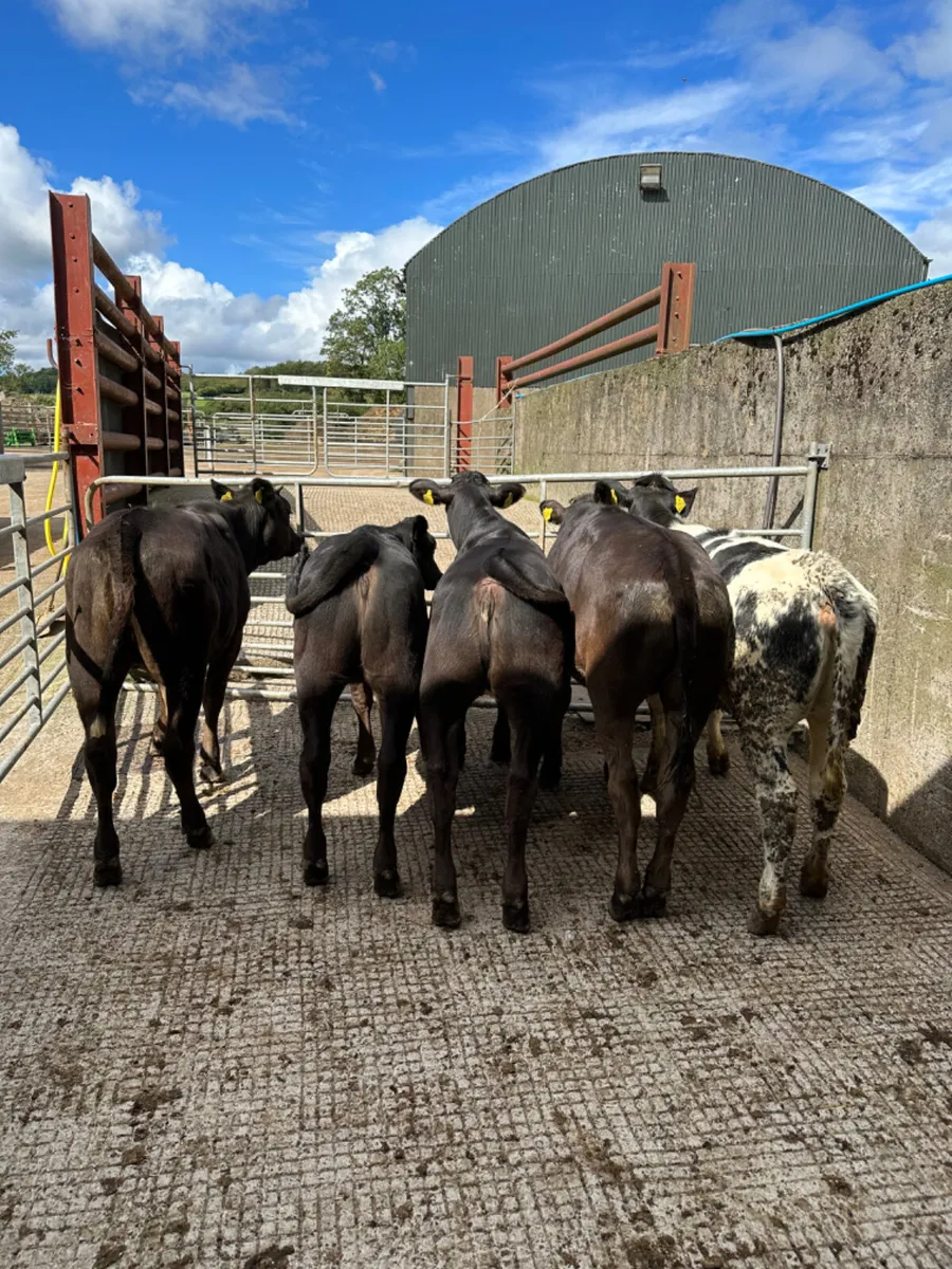 Angus lim and blue heifers - Image 1