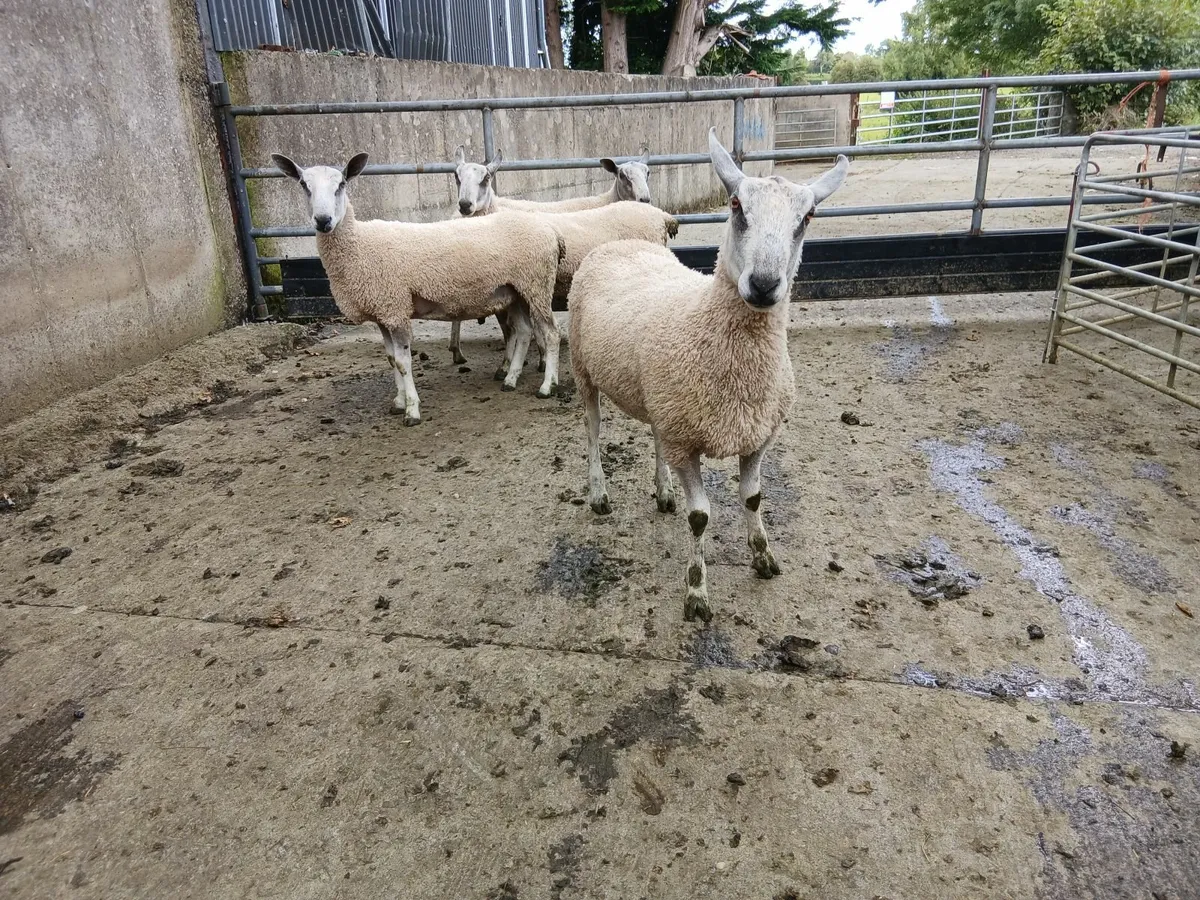 Traditional Bluefaced Leicester Hogget Rams - Image 1