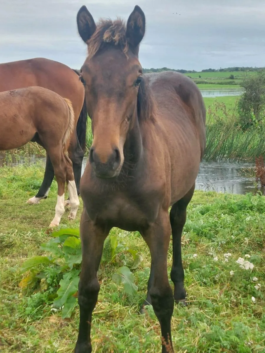 Creavagh Ferro Filly Foal - Image 4