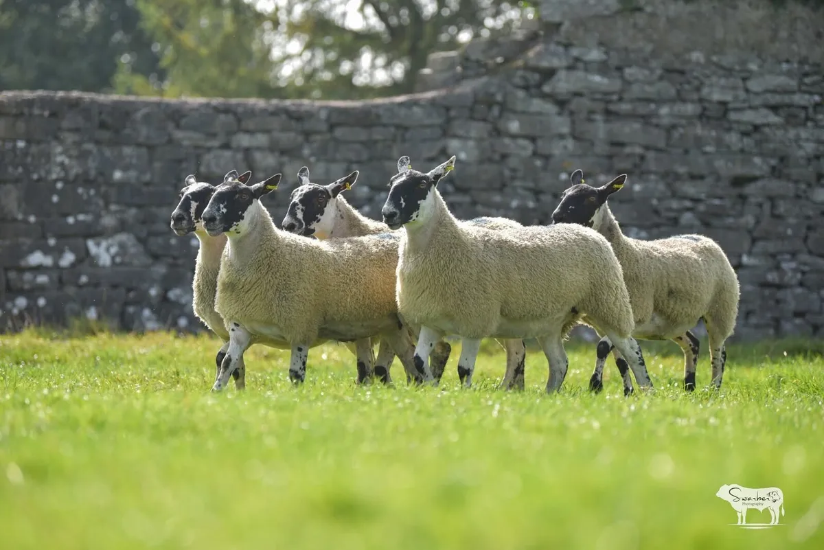 Mayo Mule Sale - Image 2