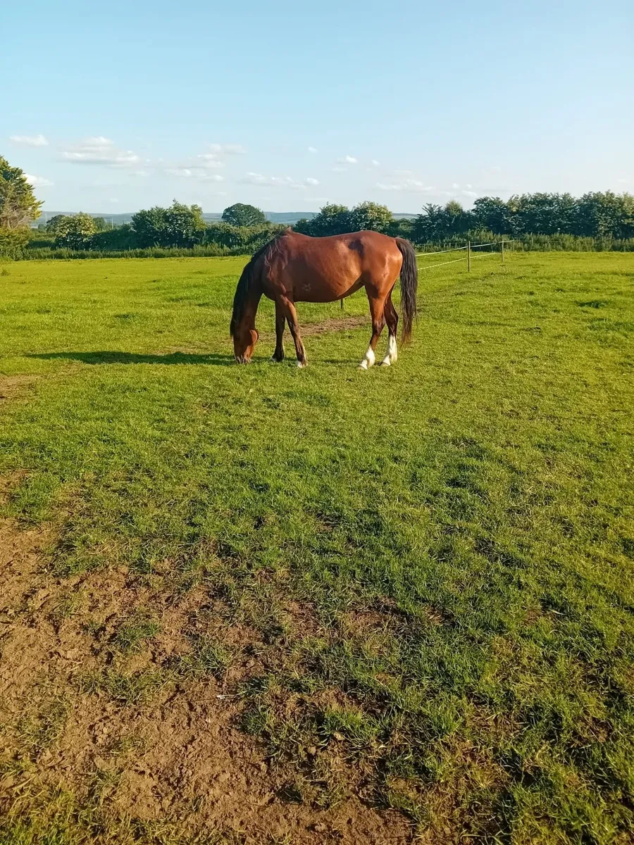 Horses - Image 1