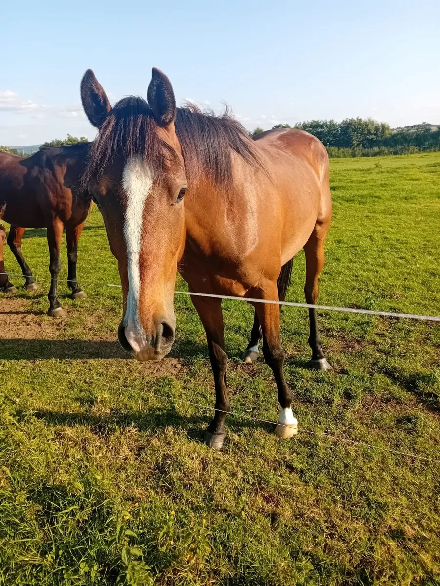 Horses - Image 2