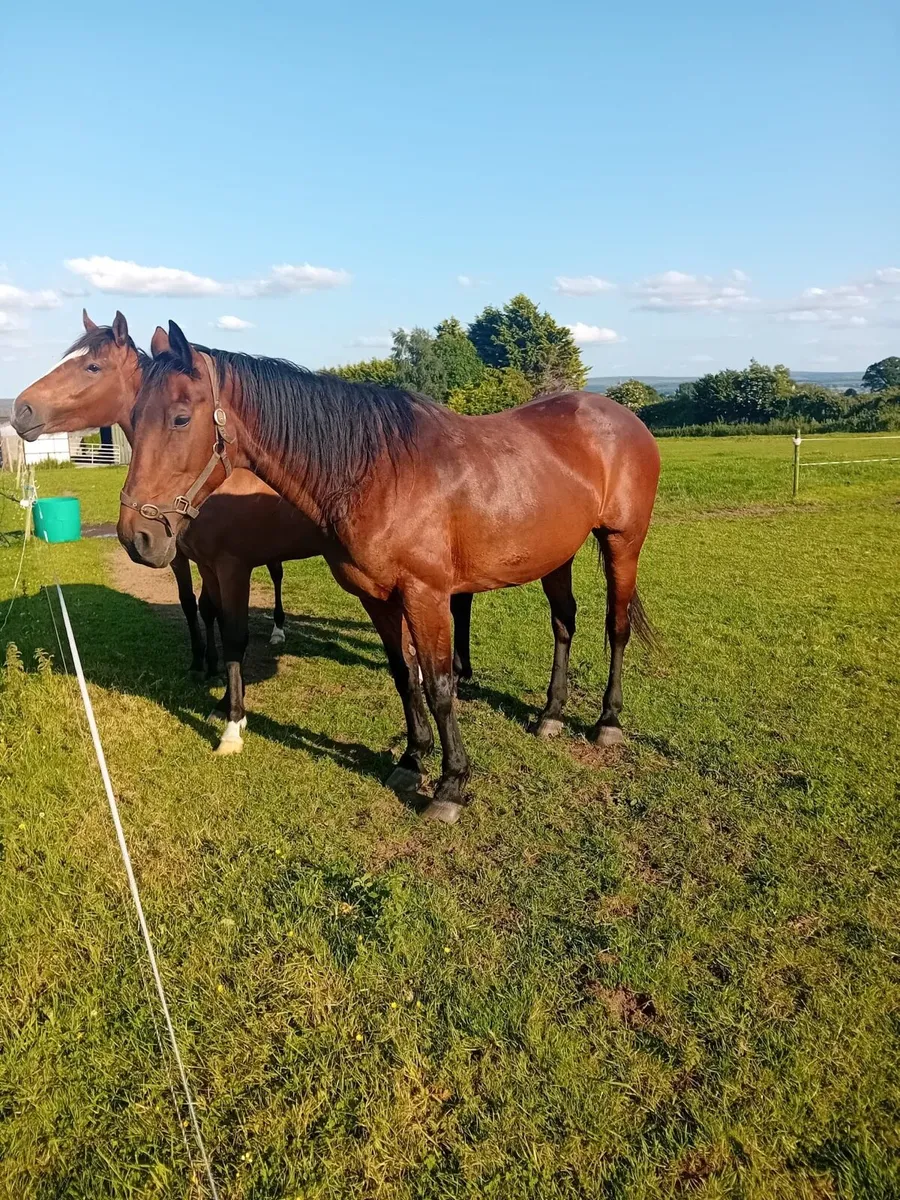 Horses - Image 3